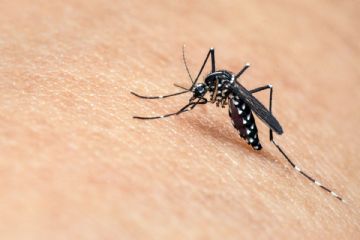 Misure di prevenzione, sorveglianza e risposta alla circolazione del virus West Nile, trasmesso dalla zanzara Culex