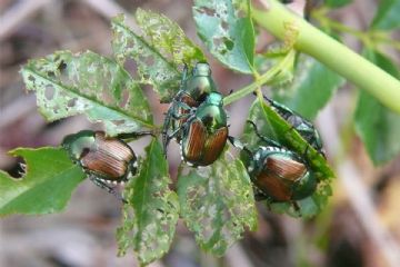 Lotta al coleottero scarabeide del Giappone Popillia japonica